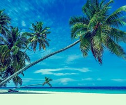 IEA: Paradise Papers, The Benefits of Tax Havens