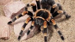 Modern Mindset: Animal Phobias