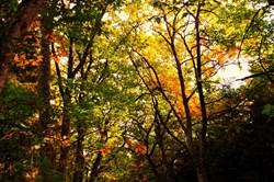 The Hypnotist: Lagom Hypnosis - Regaining Balance in Your Life
