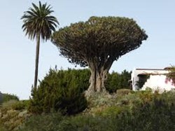 The Hypnotist: The Dragon Tree - Hypnosis To Help Your Future Self
