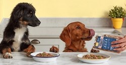 Modern Mindset: David Nolan on Pet Obesity.