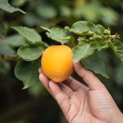The Hypnotist: The Peach Tree