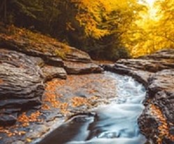The Hypnotist: Leaves on a Stream