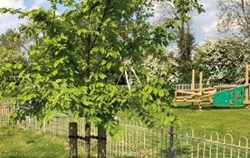Modern Mindset: John Parker on Taking Care of the UK's Trees