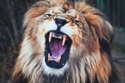 Thought for the Week: ++ Justin's Lions