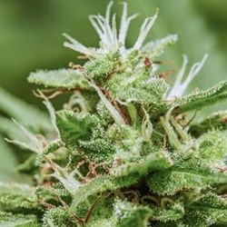 Modern Mindset: Guillermo Moreno-Sanz on Medical Grade Cannabis