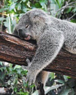 The Hypnotist: Powerful Sleep Hypnosis