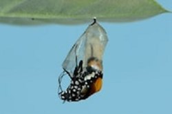 The Hypnotist: The Transformation — Hypnotic Butterfly