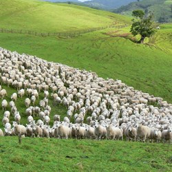 The Bigger Picture: New Zealand farmers' rebellion, distrust of electric cars & private police forces