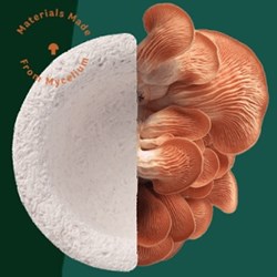 Modern Mindset: Lavanya Bhandari on Mycelium, the Potential Solution for Plastic Pollution