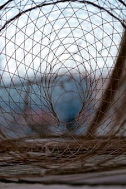 Thought for the Week: 21st Century Elephant Traps