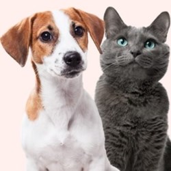 Modern Mindset: Dr Anna Foreman on the Importance of Pet Safety